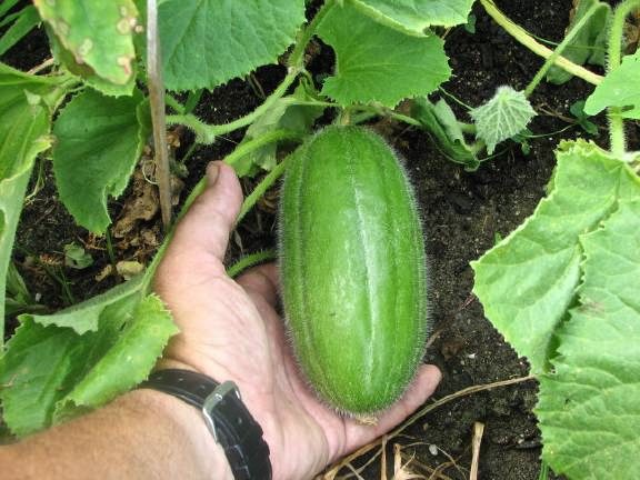 Cucumber or Melon??? - The Blissful Gardeners