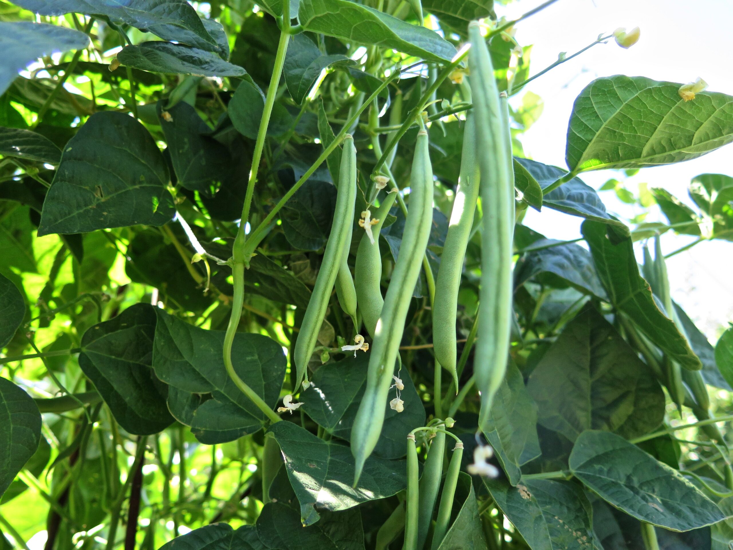 Boo Hoo Beans - The Blissful Gardeners