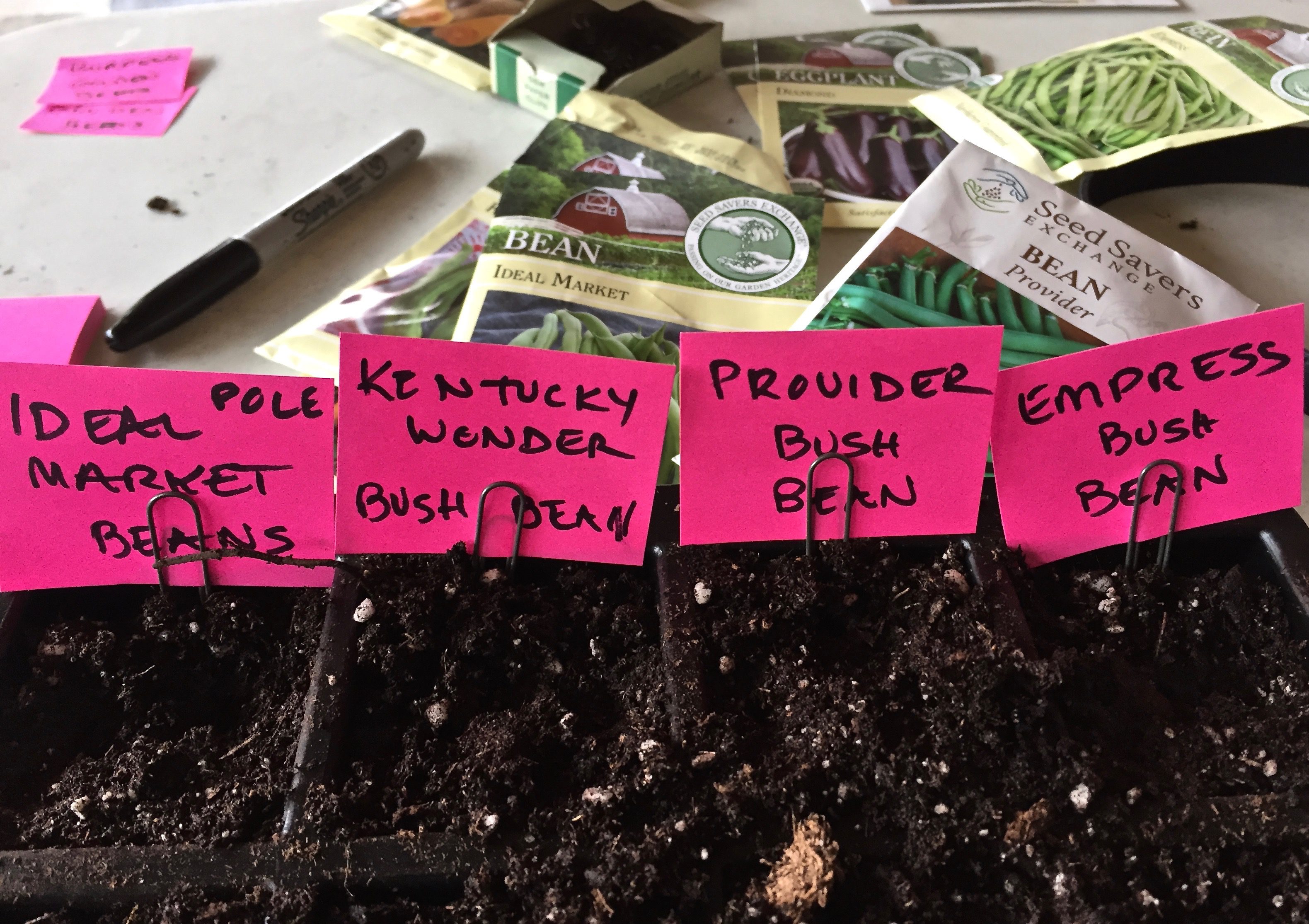 Planting New Seeds