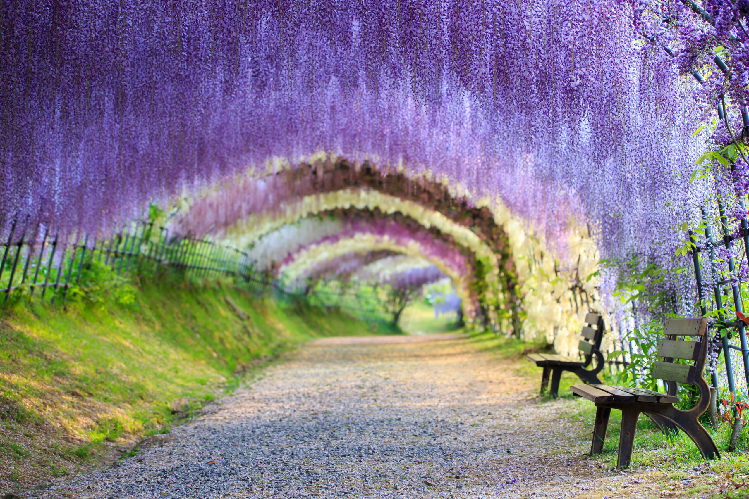 Chudesa. Тоннель глициний, Фукуока, Япония. Парк глициний - Кавати Фудзи. Сайко Кавати. Тоннель из цветов.