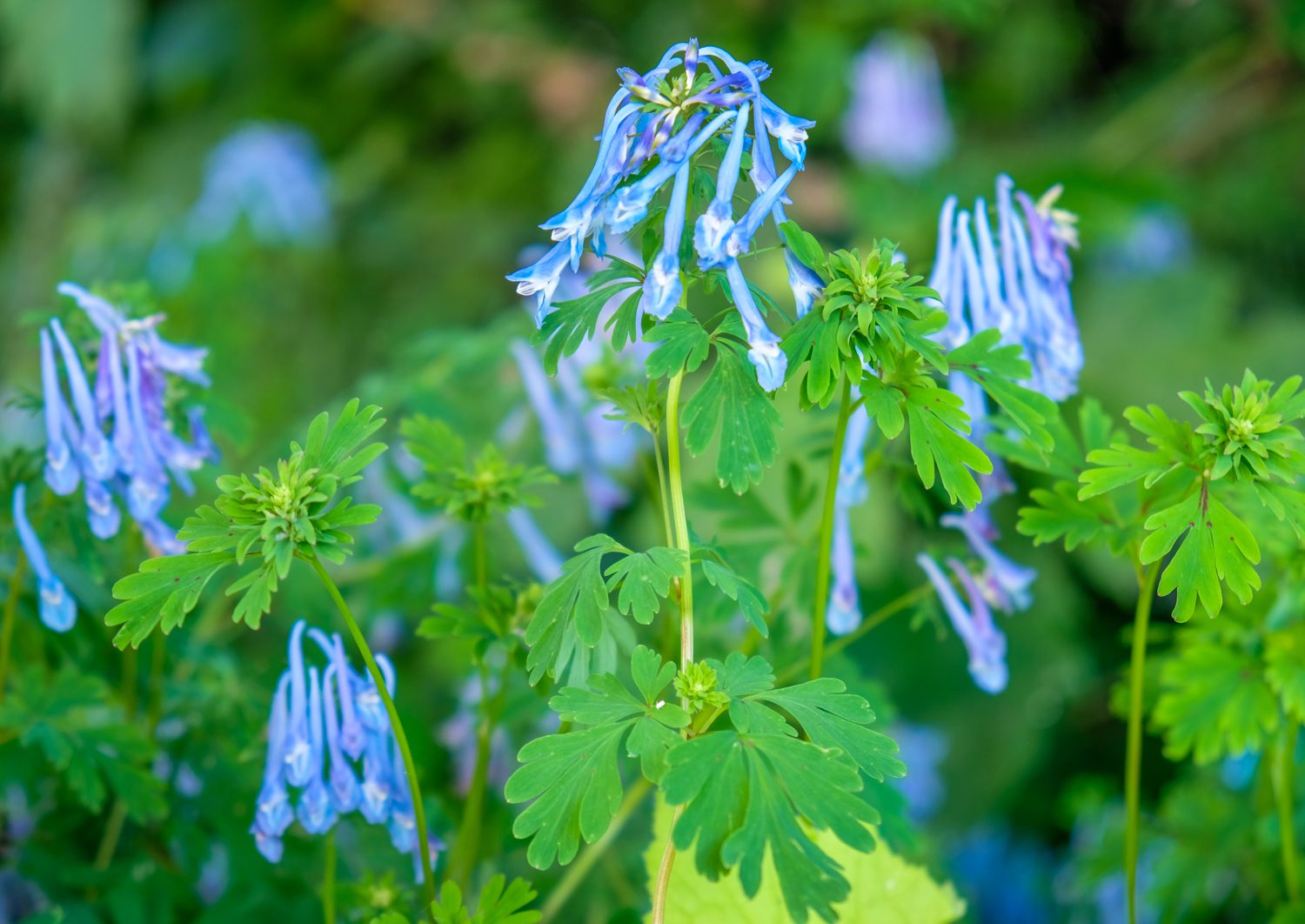 Corydalis The Blissful Gardeners Corydalis The Blissful Gardeners